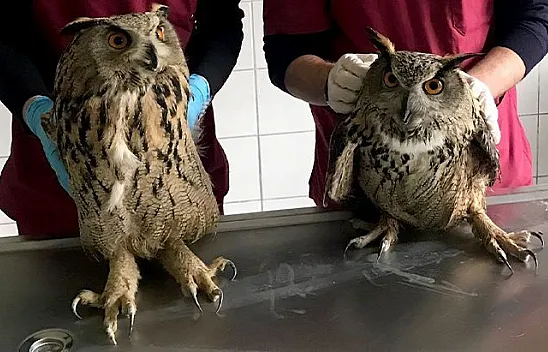 Yaralı bulunan baykuşlar tedavi altına alındı