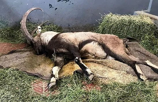 Yaralı bulunan dağ keçisi tedavi altına alındı
