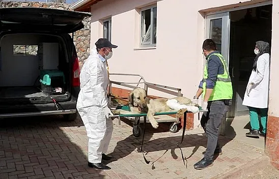 Yaralı bulunan köpek tedavi altına alındı