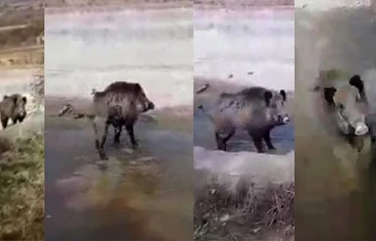 Yaralı domuza yardım etmek isterken neye uğradıklarını şaşırdılar