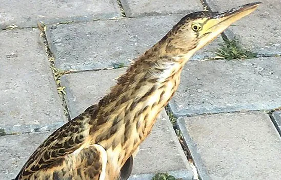 Yaralı Hint gölet balıkçıl kuşu koruma altına alındı