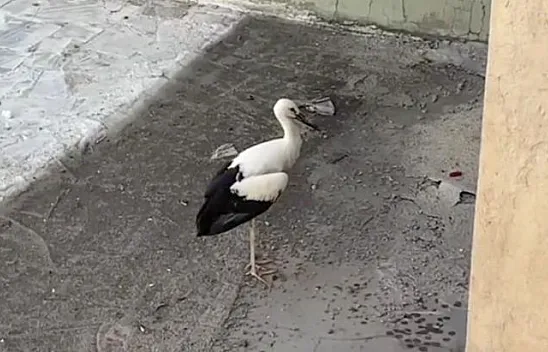 Yaralı leylek tedavi altına alındı