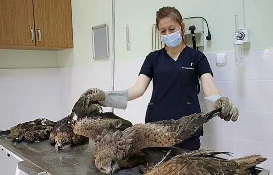 Yaralı şahinler tedavi altına alındı