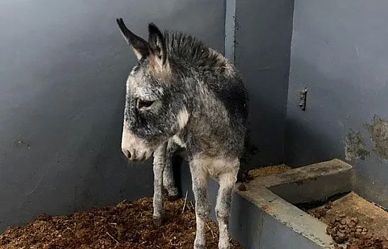 Yaralı sıpa sağlığına kavuştu, sahiplenilmeyi bekliyor