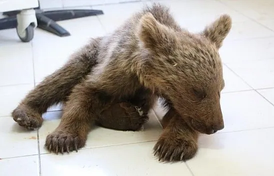 Yaralı yavru ayı tedavi altına alındı