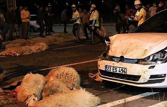 Yarış yapan otomobiller koyun sürüsüne daldı
