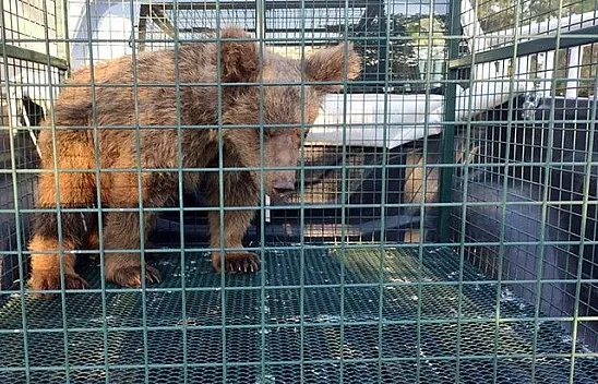 Yavru ayı tedavisi için Bursa'ya gönderildi