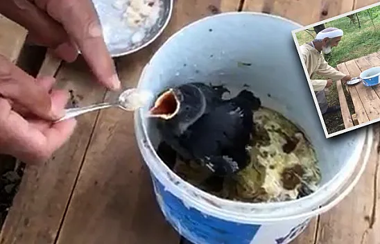 Yavru kargayı bebek gibi besliyor