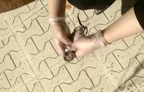 Yavru kedi kalp masajıyla hayata döndü