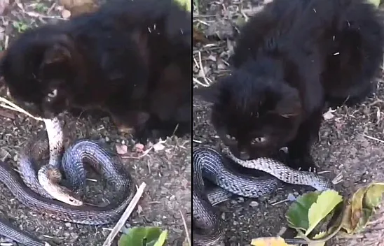 Yavru kediyle yılanın mücadelesi