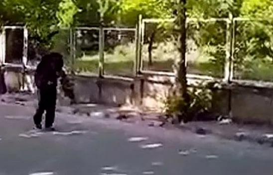 Yavrularını korumak için vatandaşa saldırdılar