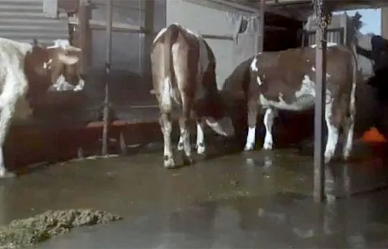 Yazıkonak'ta ahırları su bastı