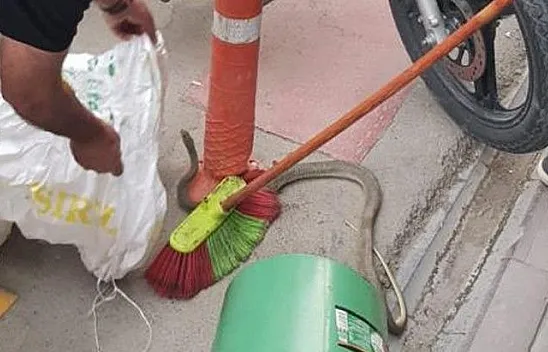 Yılan motosikletle şehre geldi