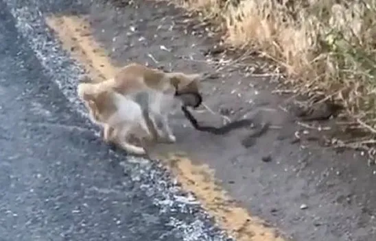Yılan ve kedinin kavgası kameraya yansıdı