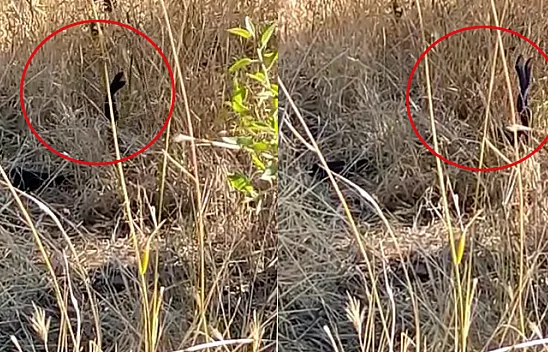 Yılanların dansı kamerada