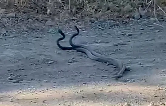 Yılanların dansı kameraya yansıdı