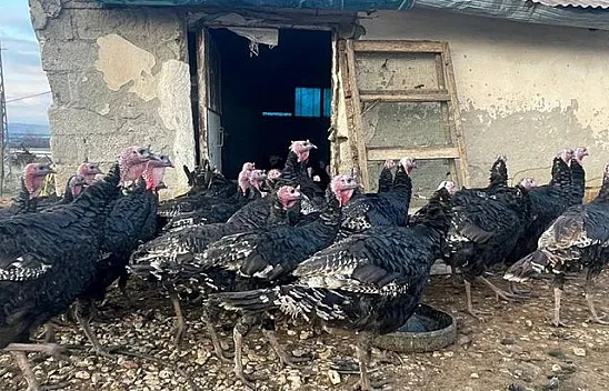 Yılbaşı öncesi yurt dışına 15 bin adet hindi gönderdi