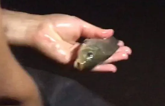 Yüzlerce yavru balık özgürlüğüne kavuştu