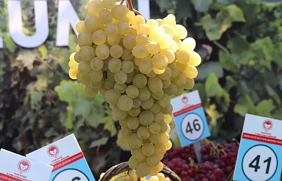 '17. Geleneksel Üzüm Festivali ve Bağ Bozumu' etkinliği yapıldı