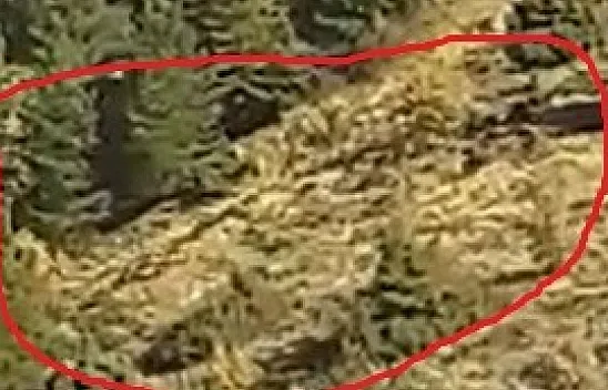 Baskil'de domuz sürüsü görüntülendi