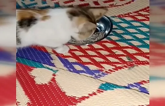 Çekirdek yiyen kedi izleyenleri şaşırttı