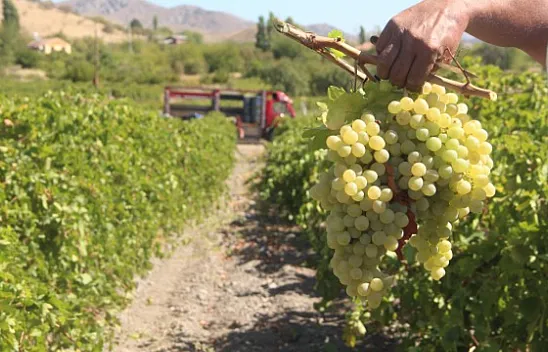 Elazığ'da üzüm hasadı başladı