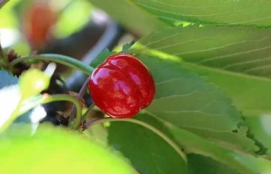 Erkenci Kirazlarda hasat başladı