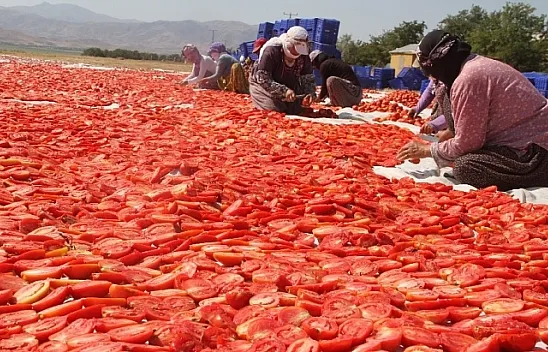 Tonlarca domates kurutulup dünyaya satılıyor