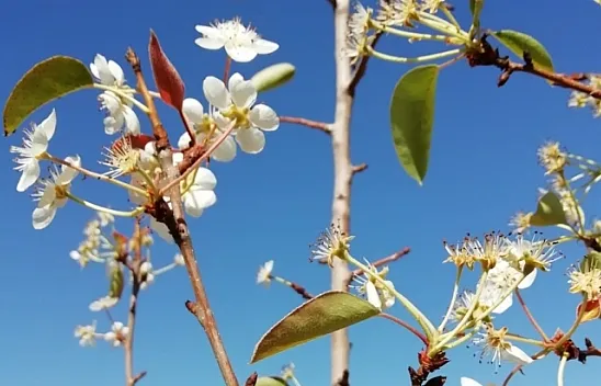 İlkbaharın habercisi çiçekler, sonbaharda açtı