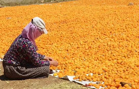 Kayısı, kadınlar için iş kapısı oldu