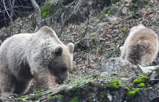 Kış uykusuna yatmayan ayı ve yavrusu görüntülendi