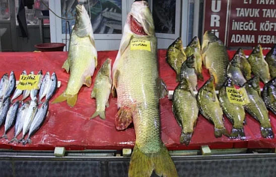 Sezonun ilk dev turna balığı yakalandı