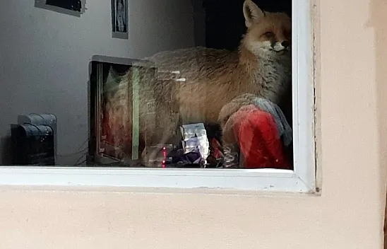 Tilkiye her gün kapısını açıyor