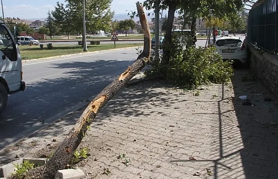 Otomobil ağaca çarptı: 3 yaralı