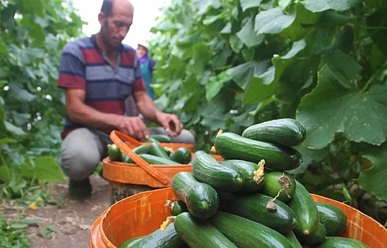 Yılda 1 milyon 750 bin ton üretip Doğu ve Güneydoğu'ya satıyor