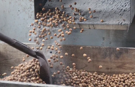 Ağın leblebisine talep çoğaldı, üretim yüzde 300 arttı