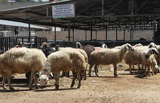 Kurbanlıklar pazara indi