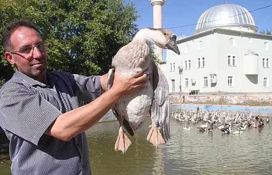 Tavukları telef oldu kaz işine girdi, 3 ayda 30 bin lira kazandı