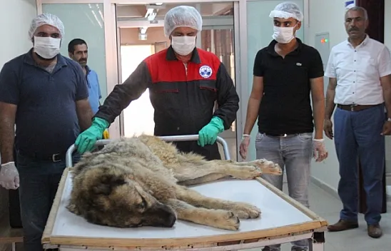 Günlerce aç ve susuz kalan köpek kurtarıldı