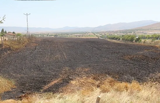 Sigara izmariti 80 dönüm buğdayı kül etti