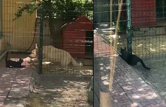 Köpek kulübesine davetsiz misafir