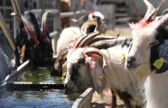 Kurbanlıklar pazara indi