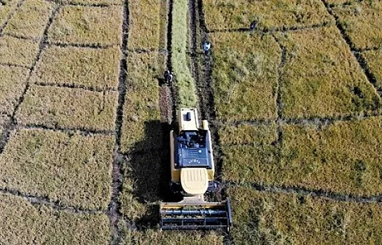 Murat Nehri'nin yatağında pirinç hasadı başladı