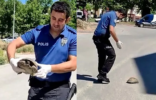 Polisin kaplumbağa duyarlılığı