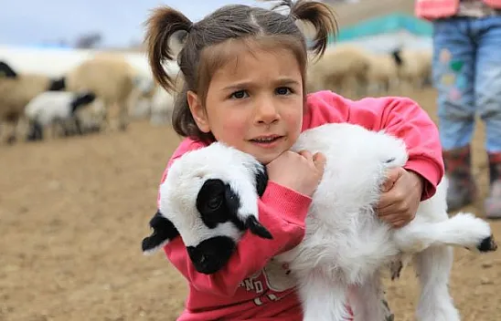 Sonbahar yağışları ile besicilerin yüzü güldü