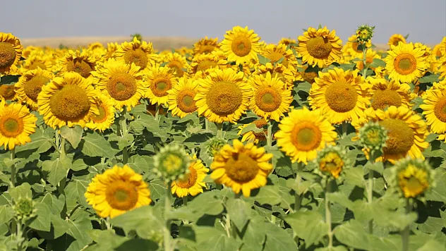 Ağrı'da ayçiçeği tarlaları sarıya büründü