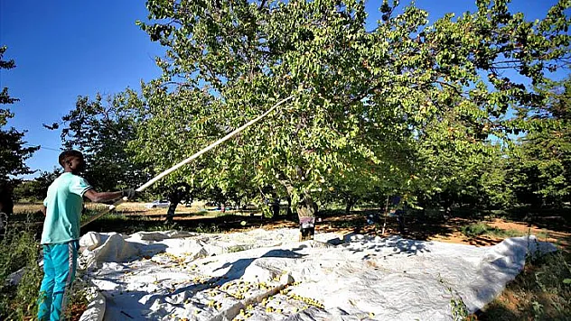 Baskil'de 40 bin ton hasat hedefiyle kayısı toplanıyor