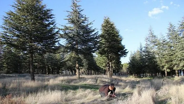 Bu böcek dünyada ikinci, Türkiye'de ilk defa Elazığ'da görüldü