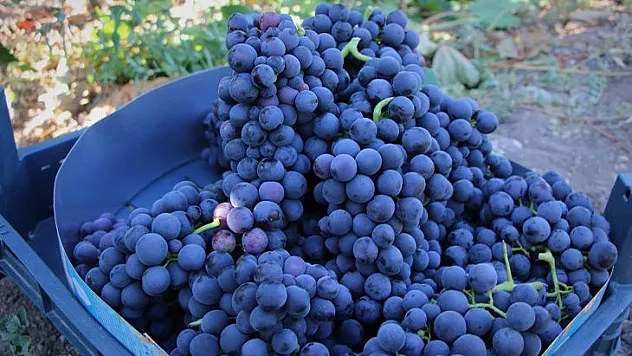 Elazığ'da üzüm hasadı başladı