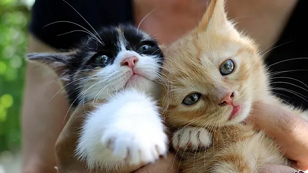 Emekli öğretmenden sahipsiz hayvanlara vefa